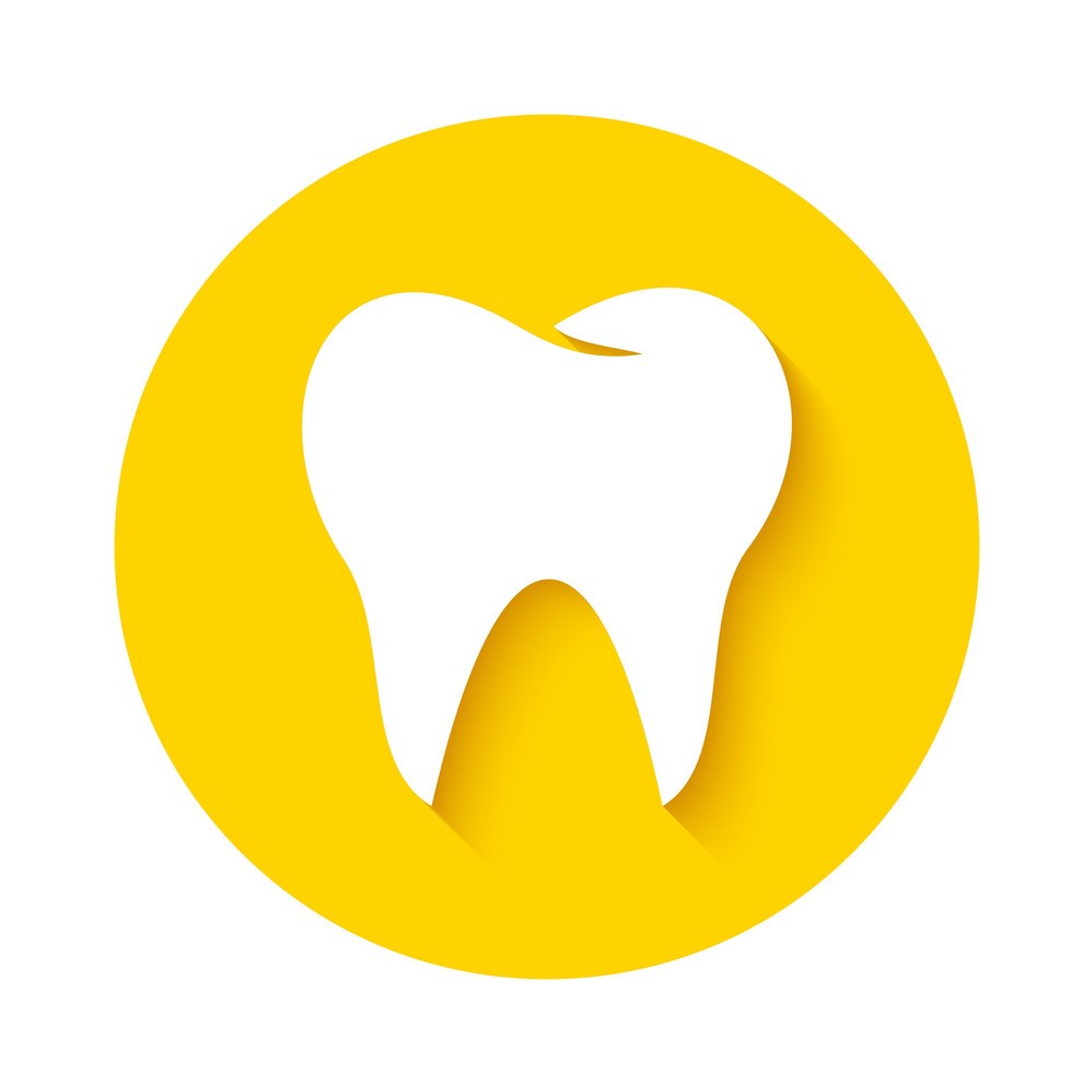 The Anatomy Of Your Teeth The Anatomy of your Teeth