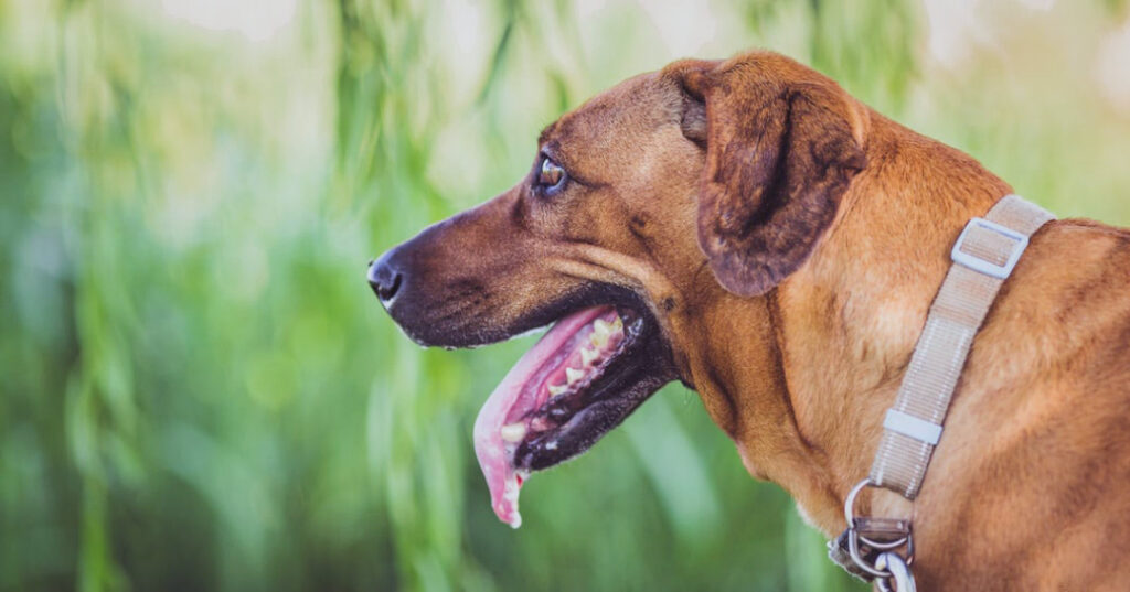Common Reasons for Tongue Irritation